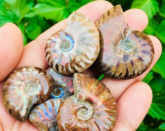 Ammonite Crystal Shell (1) Raw Crystal Fossil ONE Ammonite Fossil, Opalized Ammonite, Rainbow Ammonite, Opal Fossil Crystal, Opal Ammonite