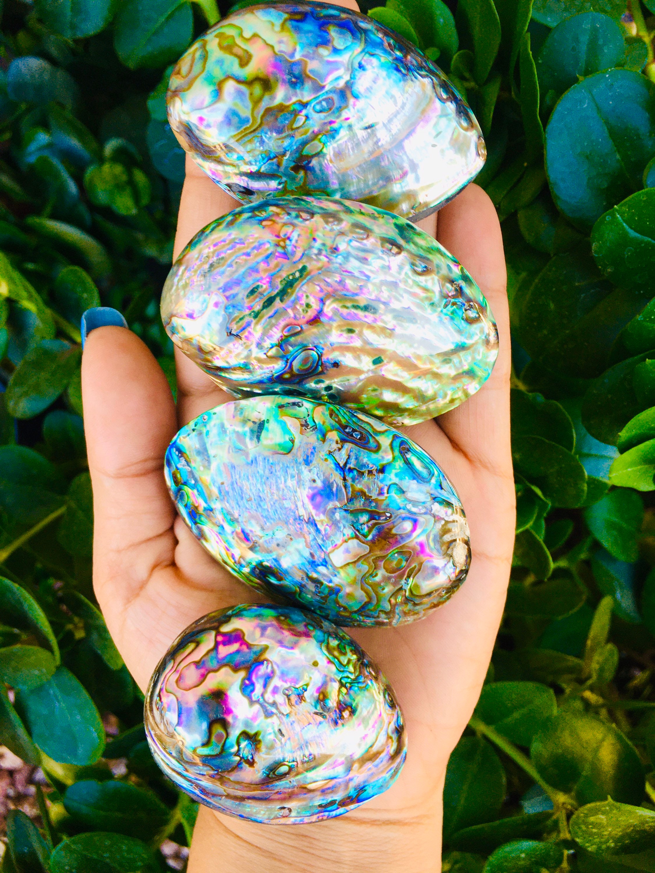 レインボーアワビ貝：真珠のような紫、ピンク、青の貝殻（40～60 mm