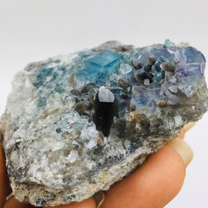 Op de afbeelding: Een cluster van blauwe fluorietkristallen met een zwart kristal in het midden, ingebed in een grijze rotsmatrix.