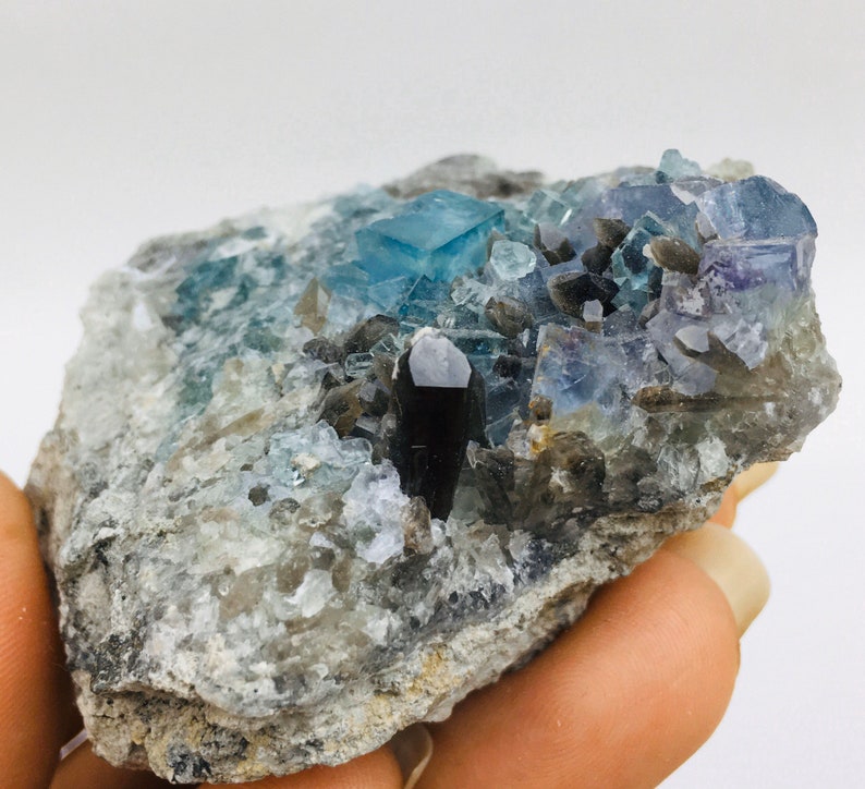 Op de afbeelding: Een cluster van blauwe fluorietkristallen met een zwart kristal in het midden, ingebed in een grijze rotsmatrix.