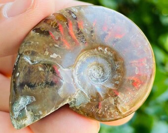 希少XLオパール化アンモナイト化石クラスターコレクターズアイテム