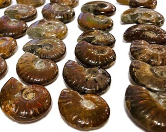 虹色オパール化したアンモナイト化石の殻：虹色オパールのオウムガイ