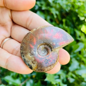 Rainbow Ammonite Crystal Shell (36.8g) Raw Crystal Fossil, Opalized Ammonite Fossil, Crystal Shell Nautilus Opal Ammonite