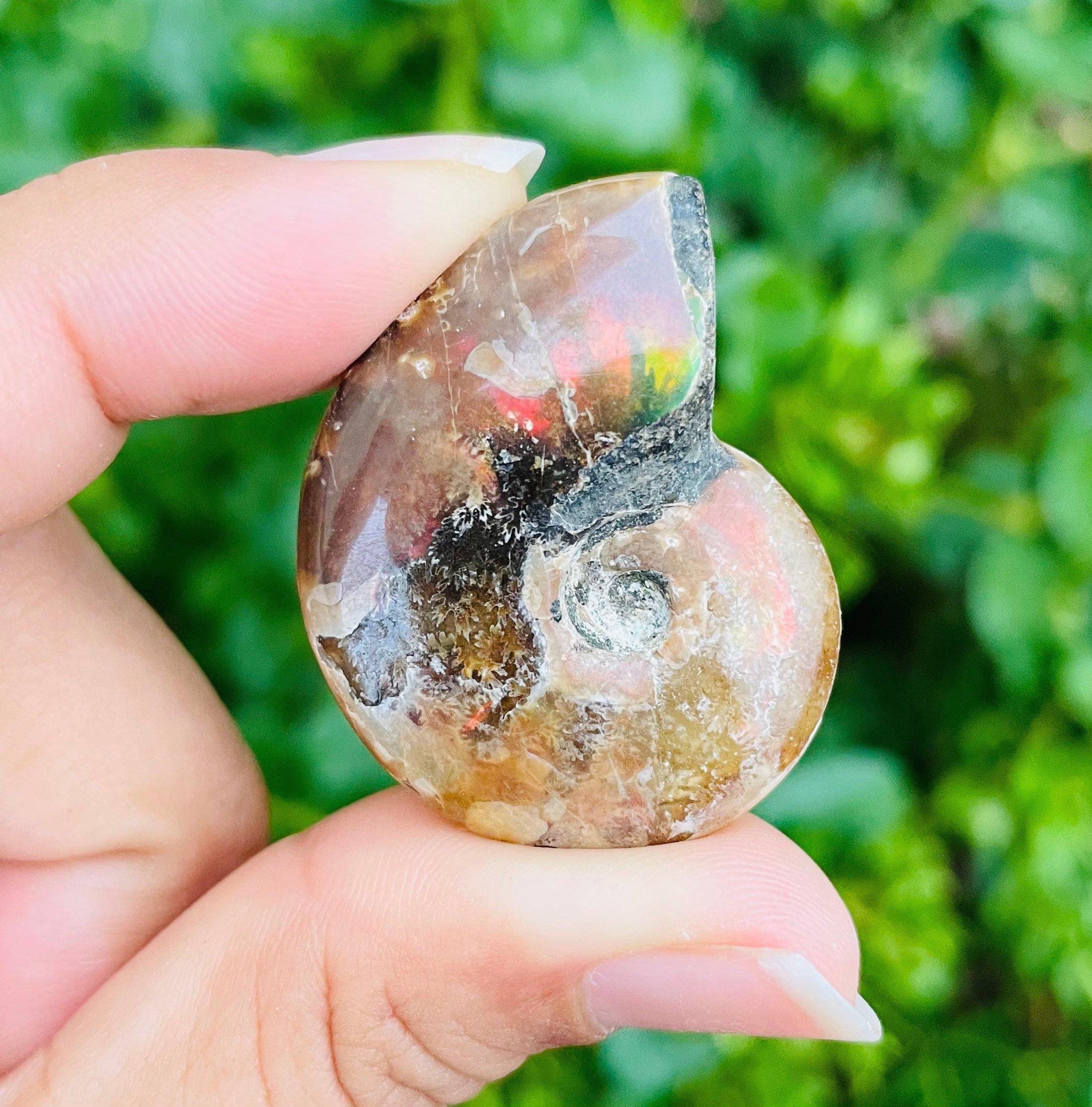 虹色オパール化したアンモナイト化石の殻：虹色オパールのオウムガイ 