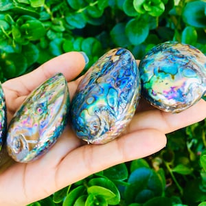 Rainbow Pearl Abalone Shell (1) AA+ Ultra RARE Rainbow Fire Opal Shell Whole Abalone Pearlescent Purple Pink Blue Rainbow Seashell Round