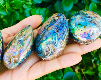 Rainbow Pearl Abalone Shell (1) AA+ Ultra RARE Rainbow Fire Opal Shell Whole Abalone Pearlescent Purple Pink Blue Rainbow Seashell Round