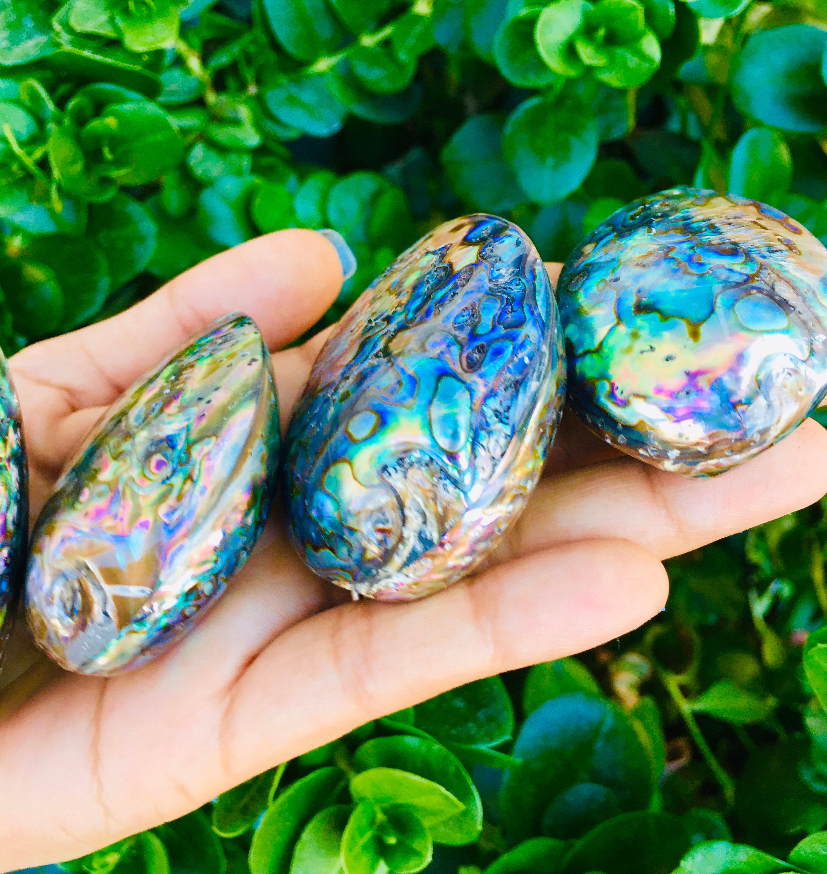 Rainbow Pearl Abalone Shell 1 AA Ultra RARE Rainbow Fire Etsy