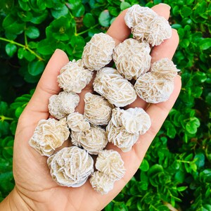 May include: A collection of white rose quartz crystals, also known as desert roses, in various sizes and shapes. The crystals are arranged in a hand, showcasing their delicate, layered structure.