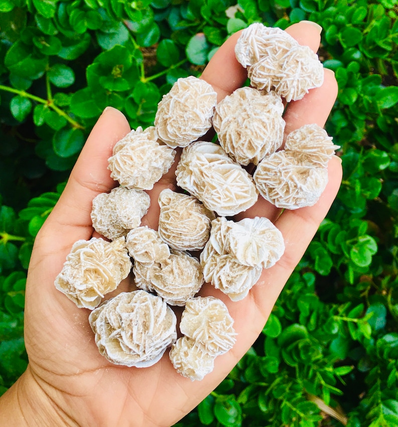 May include: A collection of white rose quartz crystals, also known as desert roses, in various sizes and shapes. The crystals are arranged in a hand, showcasing their delicate, layered structure.