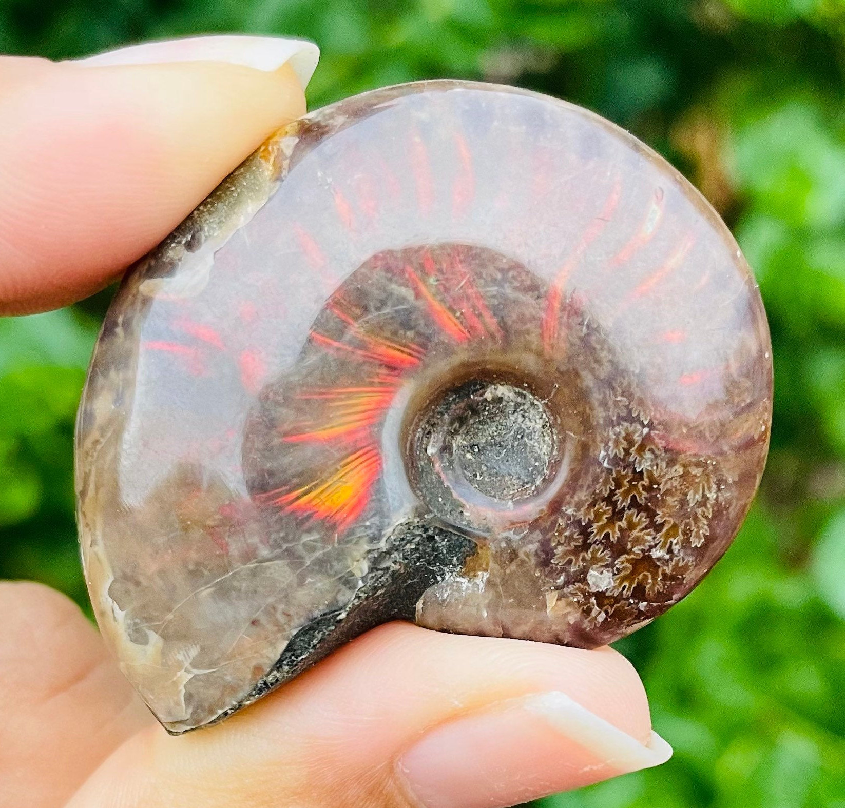 アンモナイトオパール 圧巻。オパールになった化石たち | カラッツ Gem Magazine