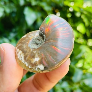 Rainbow Ammonite Crystal Shell (29.1g) Raw Crystal Fossil, Opalized Ammonite Fossil, Crystal Shell Nautilus Opal Ammonite