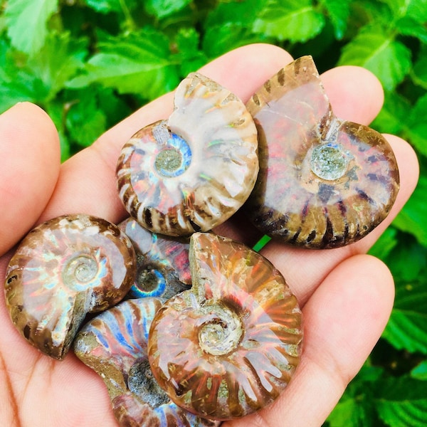 Rainbow Opalized Ammonite Fossil Shell: Rainbow Opal Nautilus Crystal (Choose Size)
