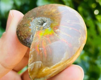 オパール化したアンモナイトの化石 - Etsy 日本