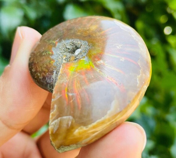 レインボーオパールアンモナイト化石シェル：原石（30g） - Etsy 日本