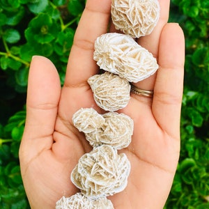 May include: A collection of six white and beige rose quartz crystals, also known as desert roses, arranged in a row on a hand.