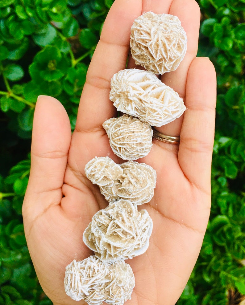 May include: A collection of six white and beige rose quartz crystals, also known as desert roses, arranged in a row on a hand.