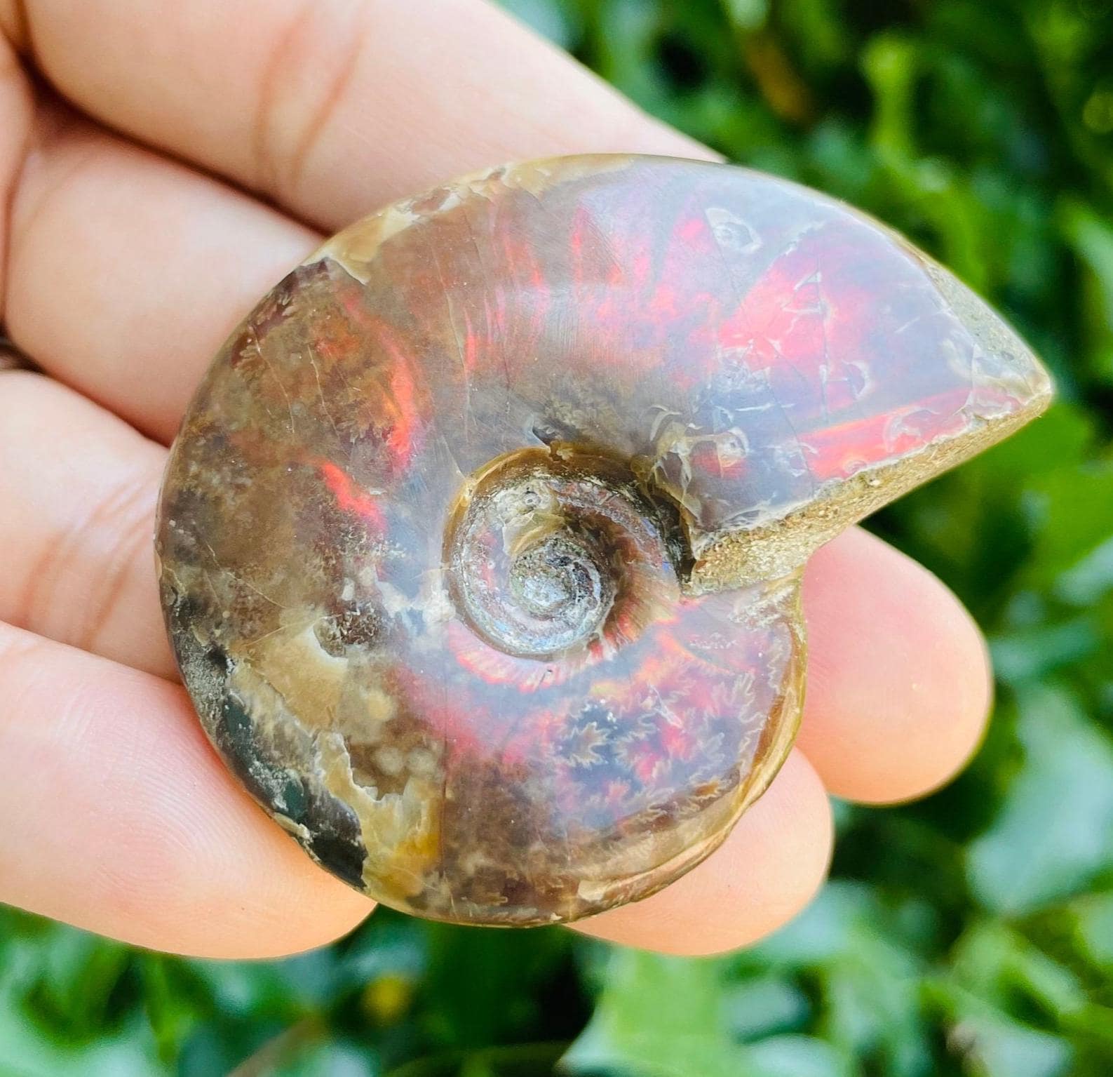 オパール化アンモナイト化石：レインボークリスタルシェル（36.8g