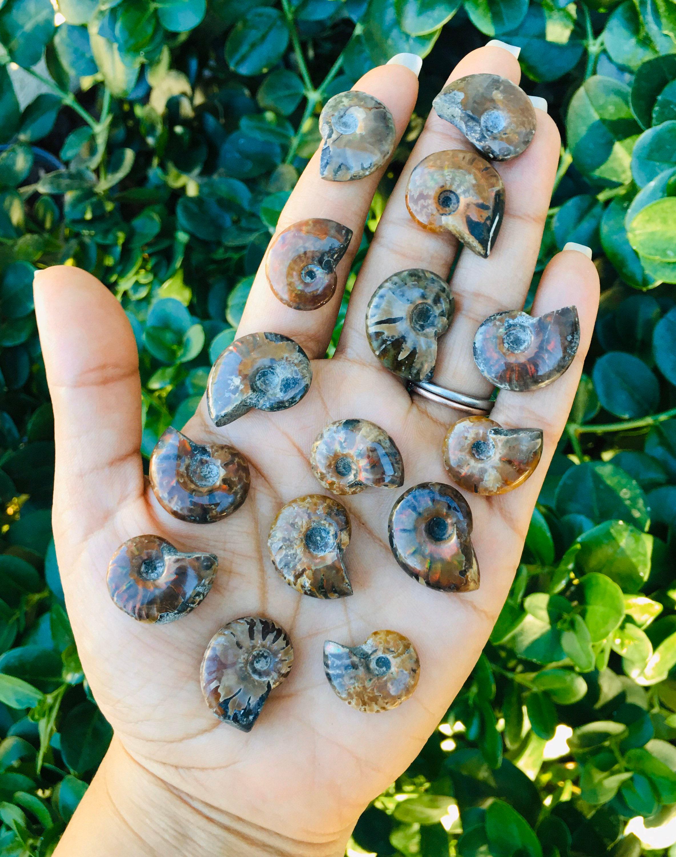 虹色オパール化したアンモナイト化石の殻：虹色オパールのオウムガイ