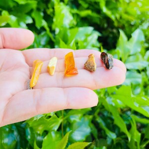 K&ouml;nnte beinhalten: F&uuml;nf St&uuml;cke Bernstein, darunter ein dunkelbraunes St&uuml;ck, ein hellbraunes St&uuml;ck und drei gelbe St&uuml;cke, werden auf einer Hand gezeigt.