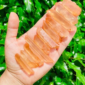 May include: A collection of 12 orange and clear quartz crystal points. The points are arranged in a fan shape and are approximately 1-2 inches in length.