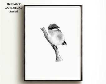 May include: Black and white pencil drawing of a bird perched on a branch. The bird is facing the viewer and has a small, round head with a dark eye. The branch is thin and has a rough texture.
