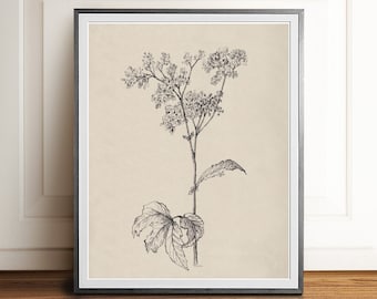 BOTANICAL Vintage Flower Sketch Antique Farmhouse Decor PRINTABLE Wall Art Digital Instant Download