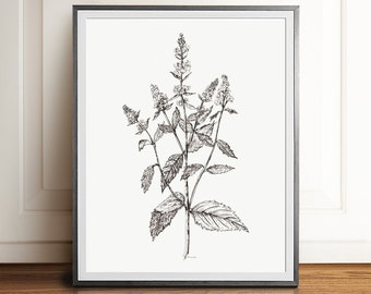 HERBS sketch Black white minimalist herb drawing Plant print Herb illustration Herbs Wall art Kitchen Print Herb poster artwork  PRINTABLE