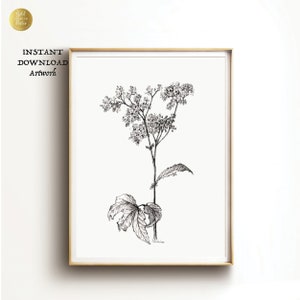 Black and white botanical drawing print black white botanical sketch flower drawing DIGITAL DOWNLOAD PRINTABLE downloadable floral artwork