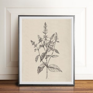 Neutral Botanical DOWNLOAD Floral Vintage black and white flower sketch PRINTABLE wall illustration floral digital botany drawing HAND drawn