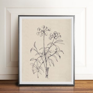 Neutral Botanical DOWNLOAD Floral Vintage black and white flower sketch PRINTABLE wall illustration floral digital botany drawing HAND drawn