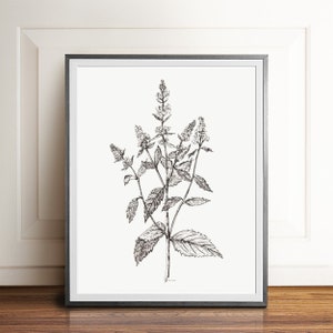 HERBS sketch Black white minimalist herb drawing Plant print Herb illustration Herbs Wall art Kitchen Print Herb poster artwork  PRINTABLE