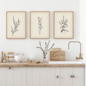 Minimalist Kitchen herbs Kitchen wall art Print Set of 3 Vintage botanical herb prints Herb Kitchen decor Herbs illustration Botanical decor