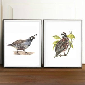 California Quail SET Watercolor Painting, Quail Art Print, California State Bird, Quail Art, Quail Print, California Bird ,CHRISTMAS Gift