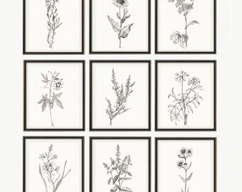 Vintage Kitchen Herbs Gallery Wall Set of 9, Botanical Prints, Herbs Medical Botany Prints, Medicinal Plant, Kitchen Deco DIGITAL DOWNLOAD