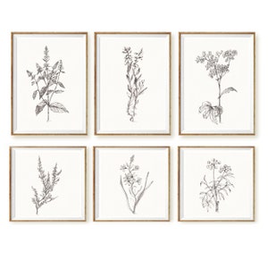 HERBS sketch Black white minimalist herb Plant print Herb set of six piece Herbs Wall art Kitchen Print Set 6 Herb poster Drawing PRINTABLE