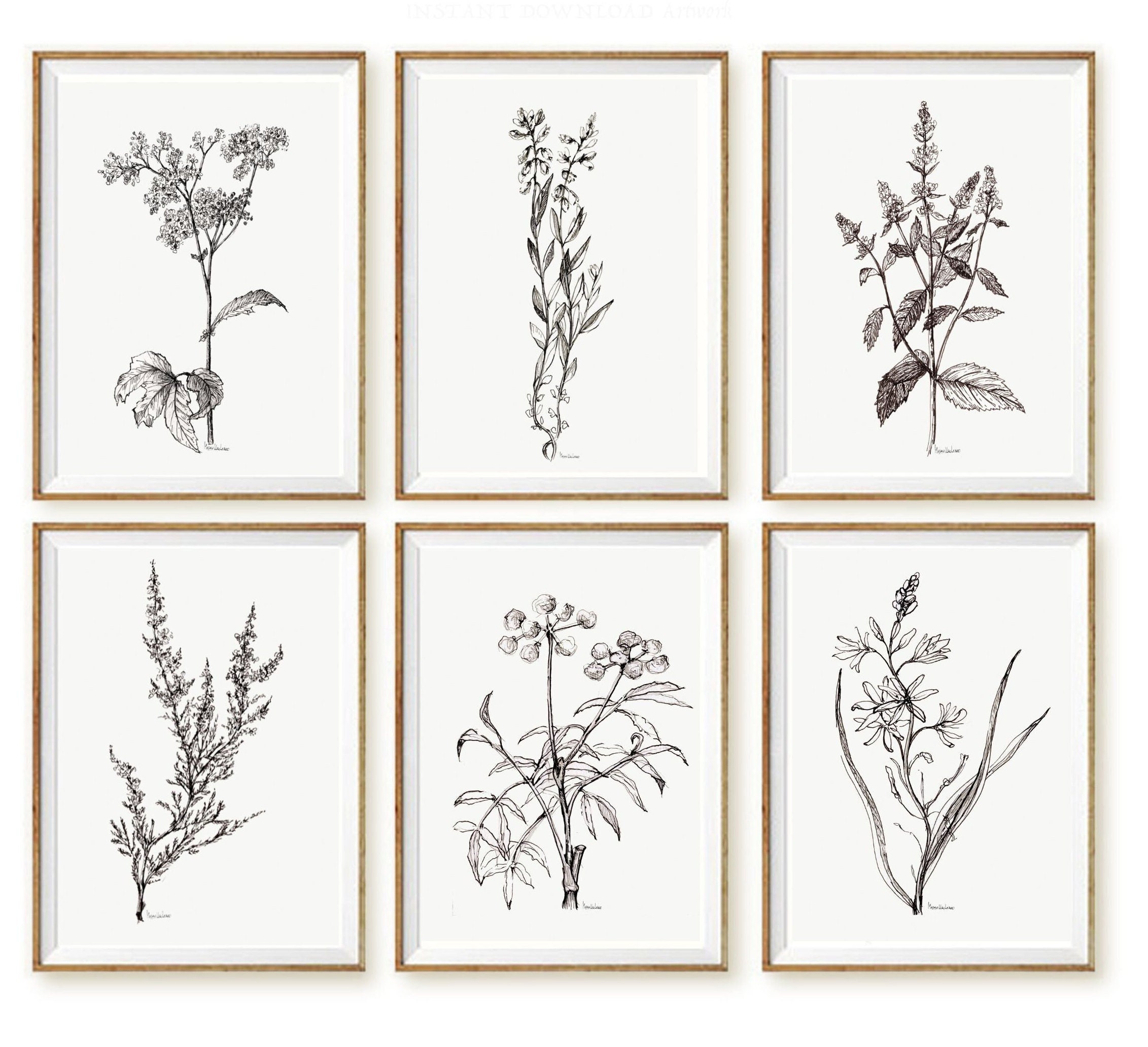 Black and White BOTANICAL Print Set of 6 Ink Drawing Printable ...