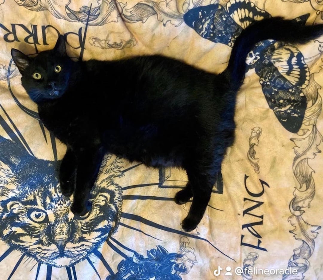 Feline Oracle Cat Divination Spirit Blanket and Guide Book, Communicate