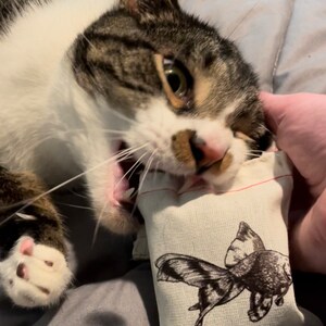 Feline Oracle Catnip Runes Cat Divination Set - Etsy