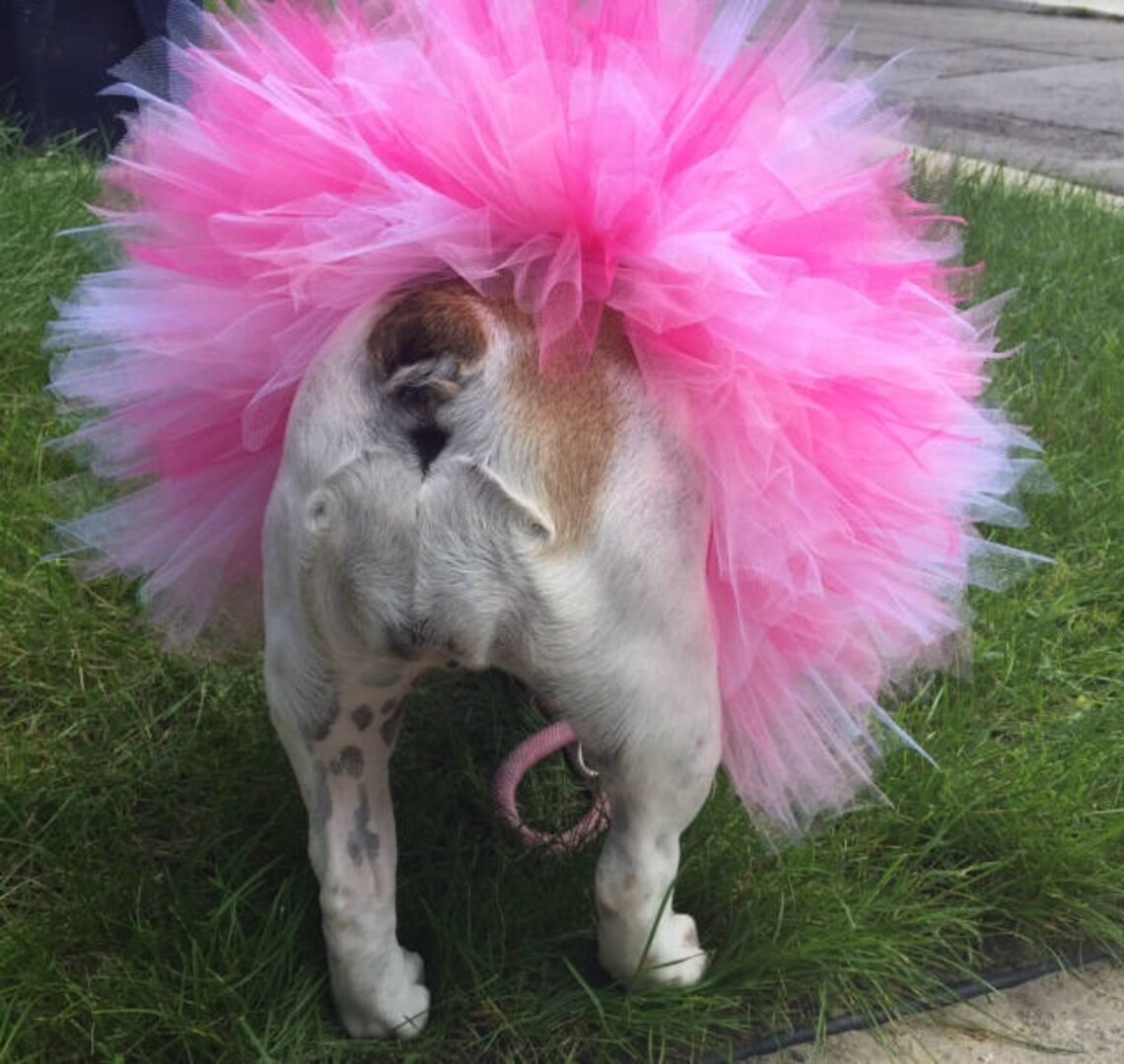 Tutu Pretty in Pink Dog Tutu Baby Tutu Pet Costume Etsy