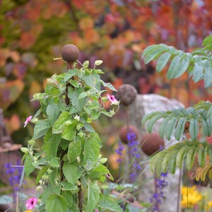 Collapsable obelisk, solid steel, garden structure, plant support