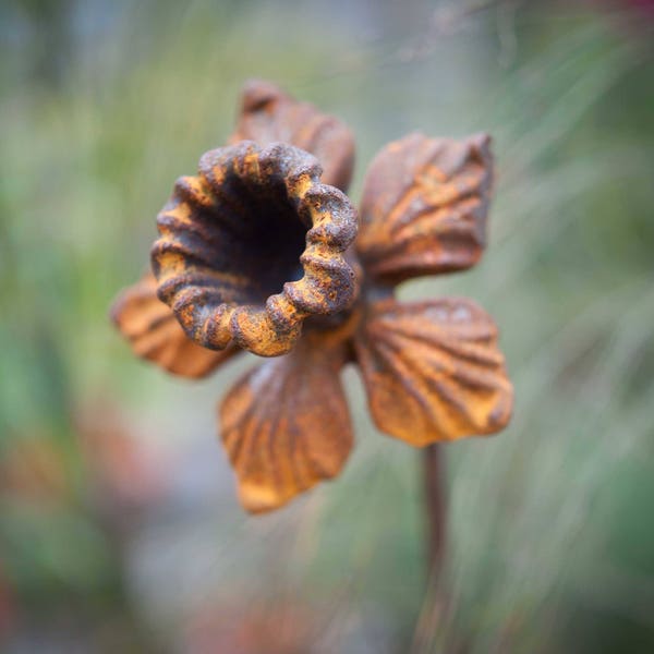 Rusty Daffodil Plant Stake