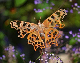 British Butterfly Comma, metal garden art