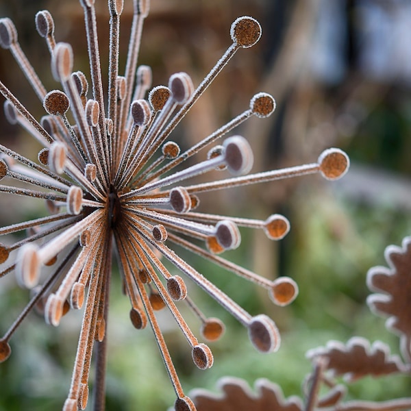 Escultura de jardín de Allium con forma de estrella