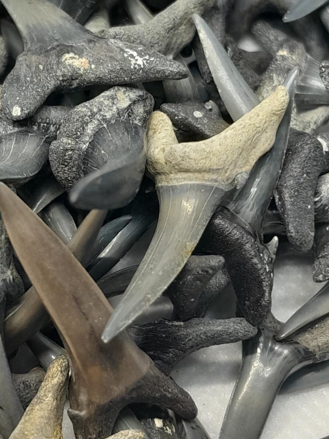 5 Large Fossilized Sand Tiger Shark Teeth From Southwest Florida each 1