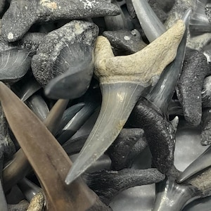 5 Large Fossilized Sand Tiger Shark Teeth from Southwest Florida (Each 1&quot;  or larger in Length) Plus a 1/2&quot; Shark Tooth Necklace