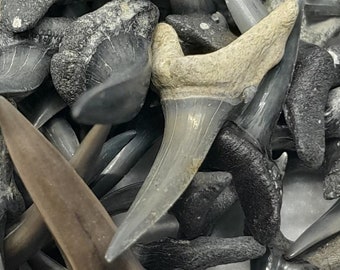 4 Large Fossilized Sand Tiger Shark Teeth from Southwest Florida (Each 1"  or larger in Length) Plus a 1/2" Shark Tooth Necklace