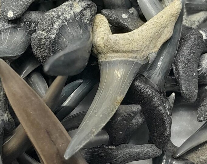 5 Large Fossilized Sand Tiger Shark Teeth From Southwest Florida each 1