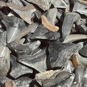 SHARK TEETH GALORE 2-1/4oz (Approx 120) Shark Teeth + 1/2&quot; Shark Tooth Necklace