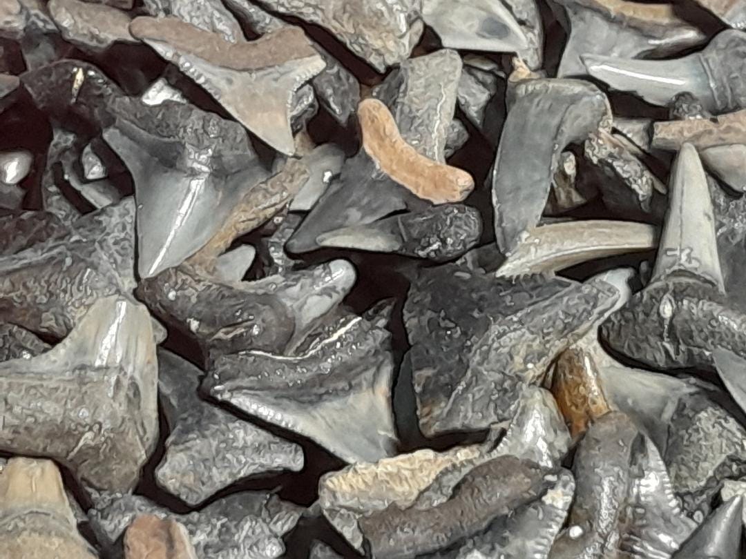 SHARK TEETH GALORE 2-1/4oz (Approx 120) Shark Teeth + 1/2" Shark Tooth Necklace