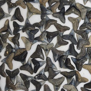 Twelve 3/4&quot; Fossilized Bull Shark Peace River/Dive/Landsite Shark Teeth +  1/2&quot; Shark Tooth Necklace + Shark Tooth Guide + Bonus